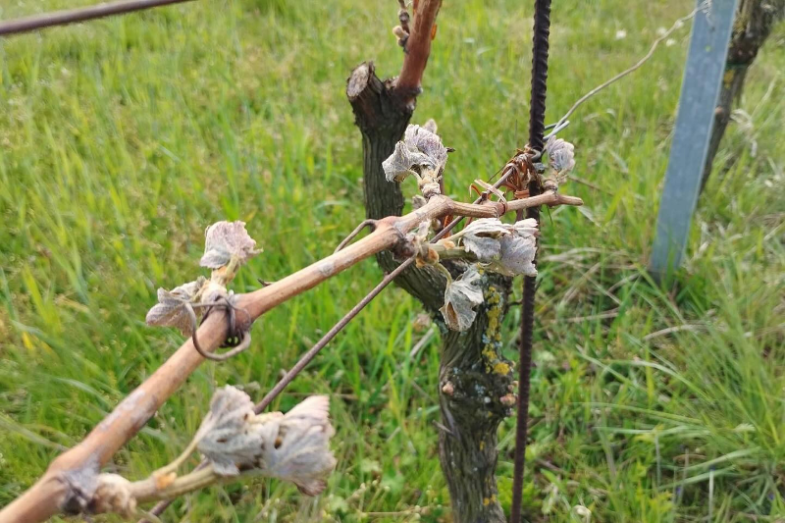 Poškozená réva, Kutná Hora, foto Cech českých vinařů